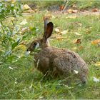 Auch Osterhasen verstecken sich