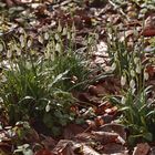 auch passend zur Jahreszeit - das Schneeglöckchen