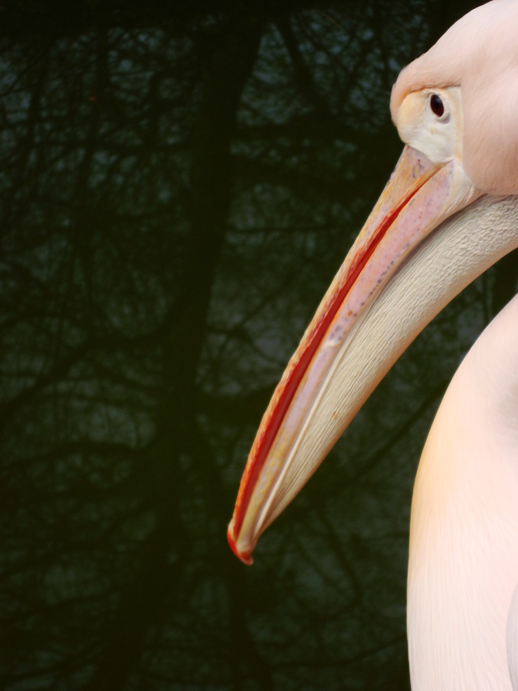 Auch Pelikane sind fotogen!