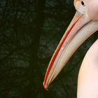 Auch Pelikane sind fotogen!