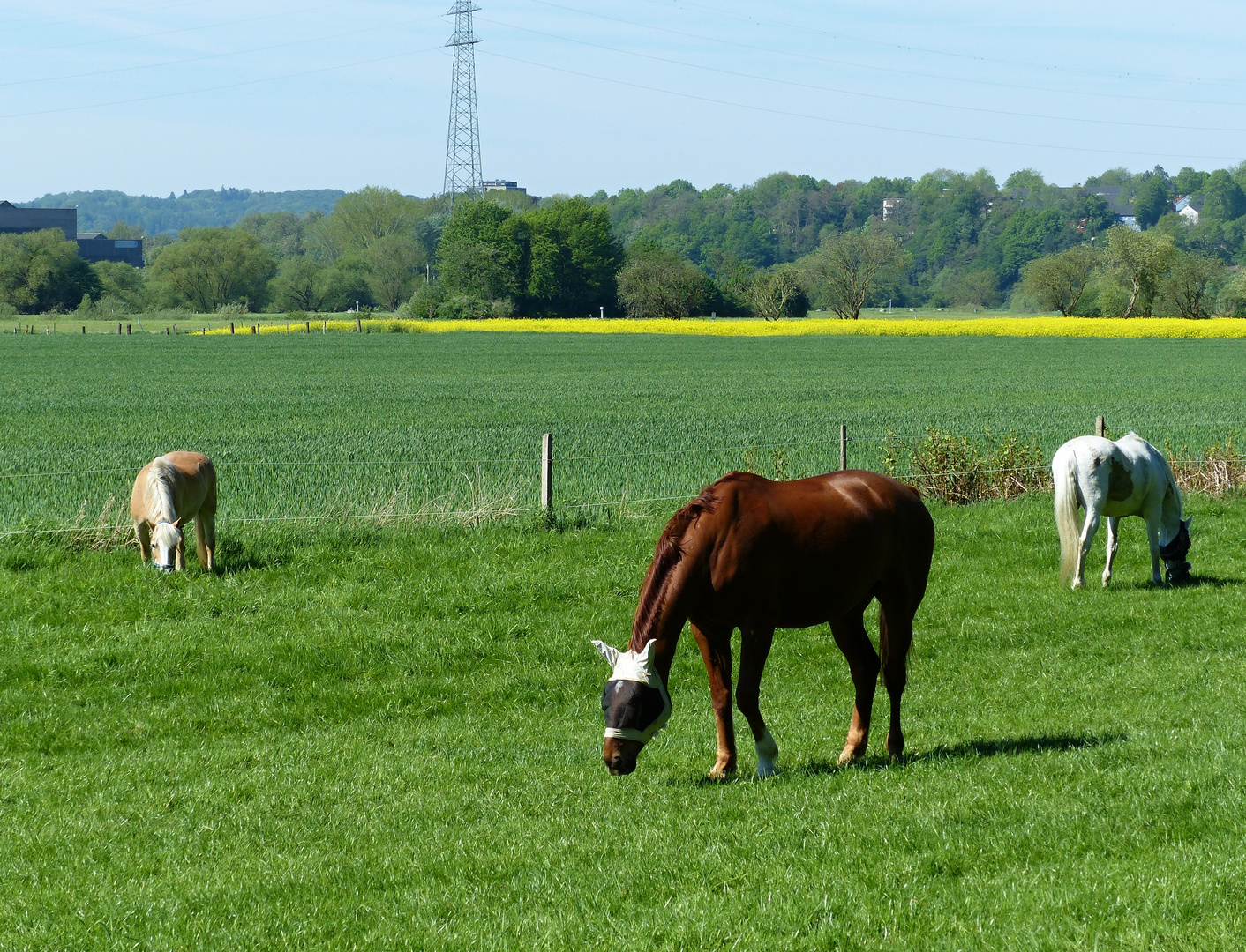 auch Pferde brauchen einen Sonnenschutz