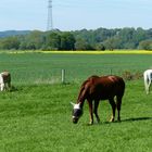 auch Pferde brauchen einen Sonnenschutz