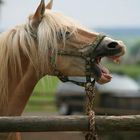 Auch Pferde haben Zähne!!!! :0)
