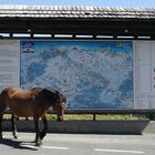 Auch Pferde wandern nach Plan