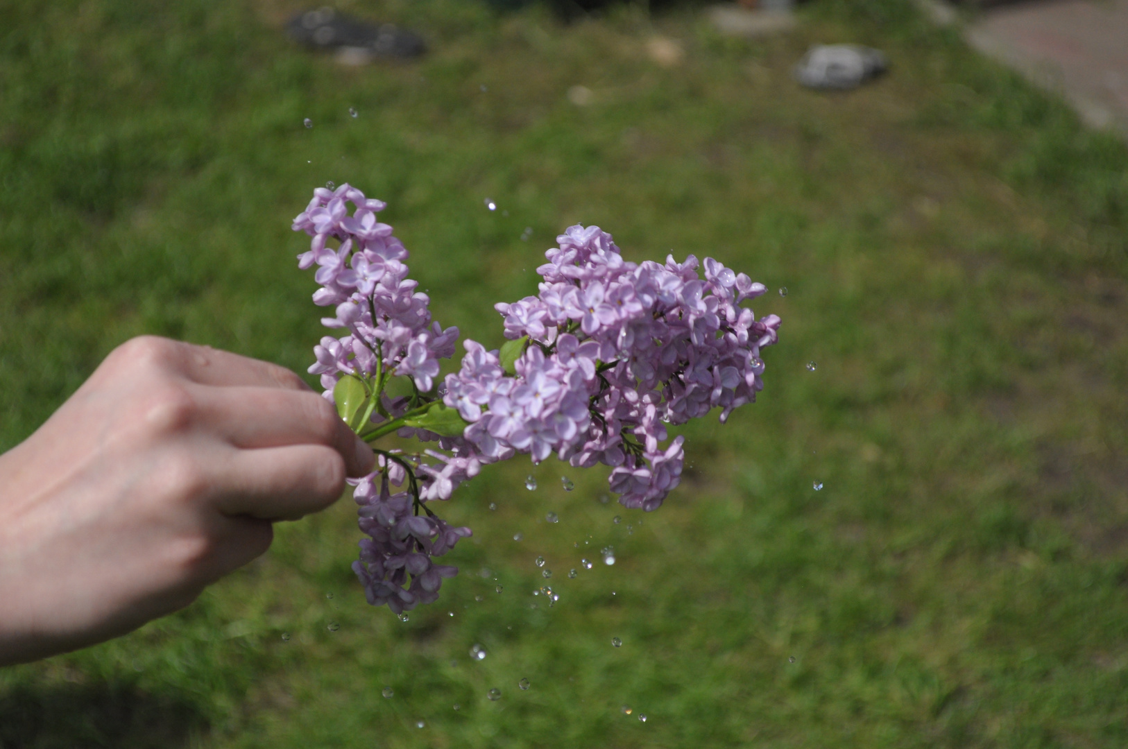 Auch Pflanzen brauchen wasser