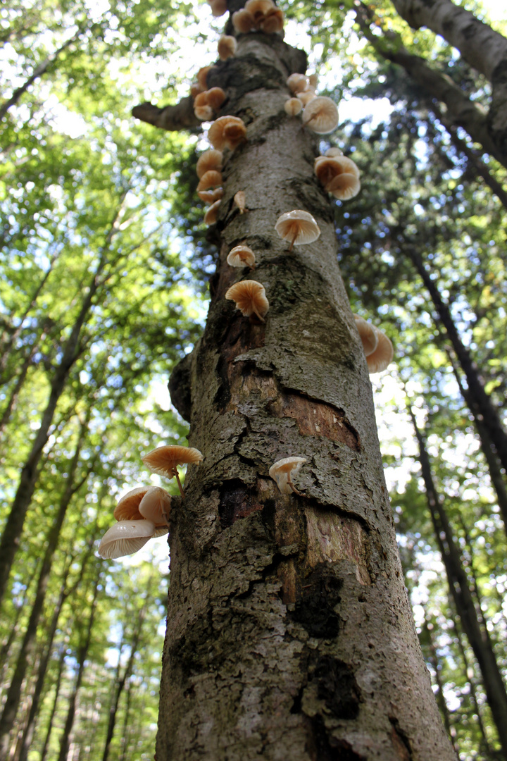 Auch Pilze wollen hoch hinaus