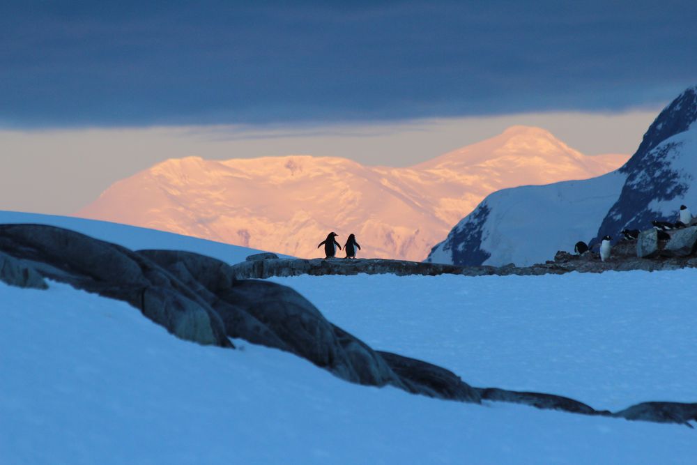 Auch Pinguine schauen gerne in den Sonnenuntergang