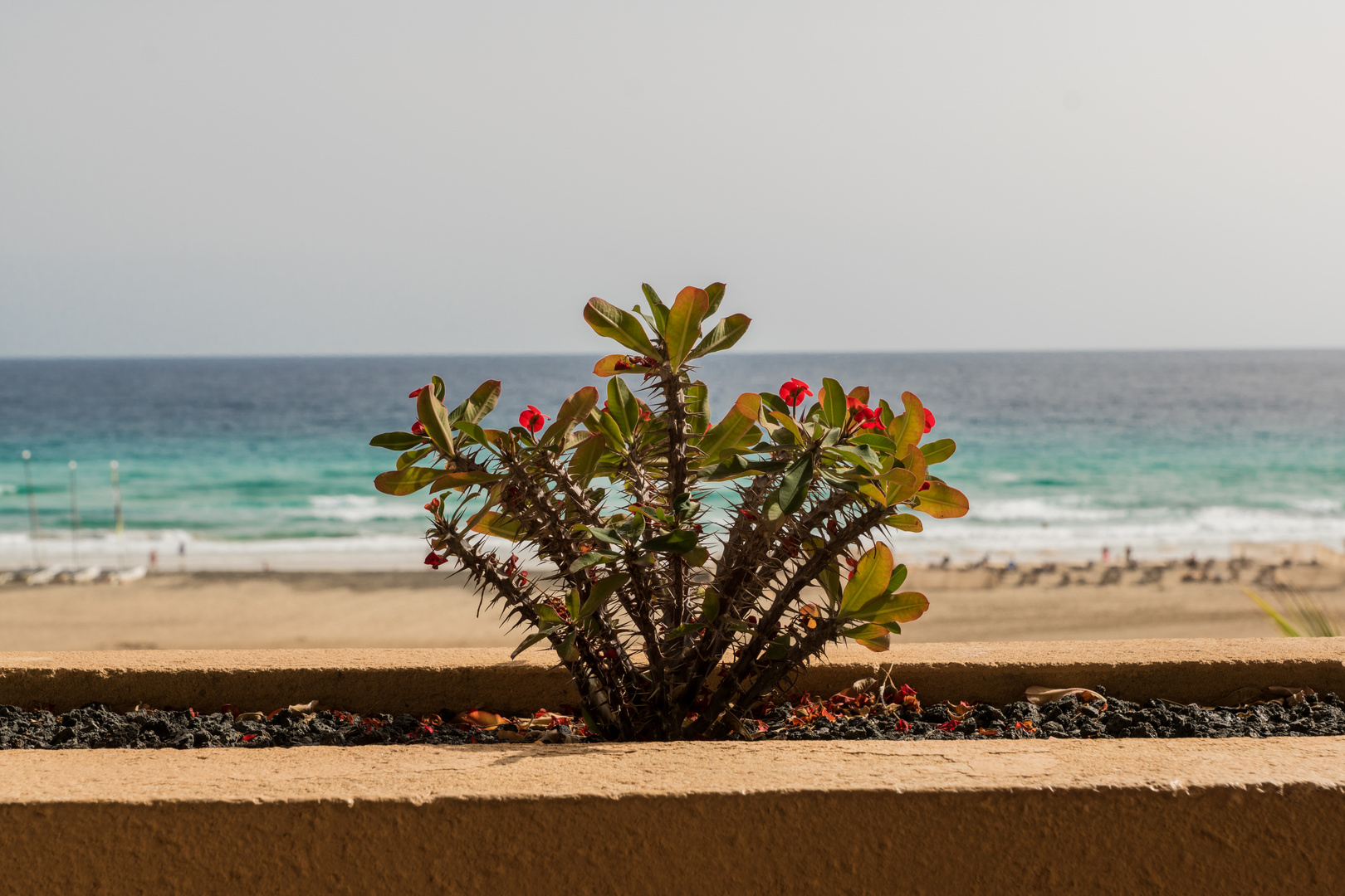 Auch Planzen brauchen Urlaub