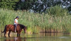 Auch  Polizeipferde  brauchen einmal eine Abkuehlung