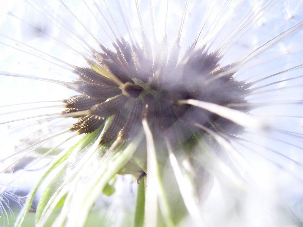 Auch Pusteblume