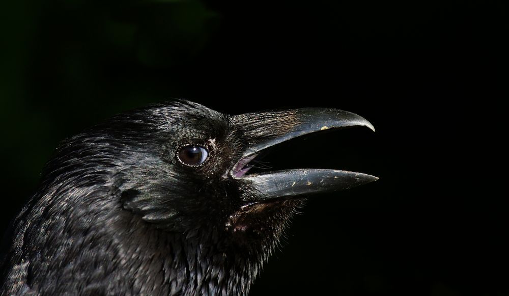 Auch Rabenvögel schwitzen und kühlen sich durch weit Schnäbel. Foto & Bild tiere