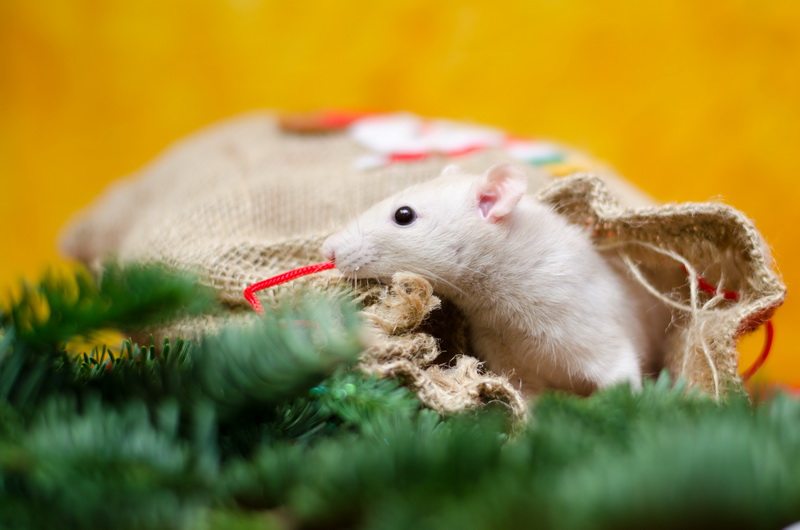 Auch Ratten feiern Weihnachten