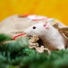 Auch Ratten feiern Weihnachten