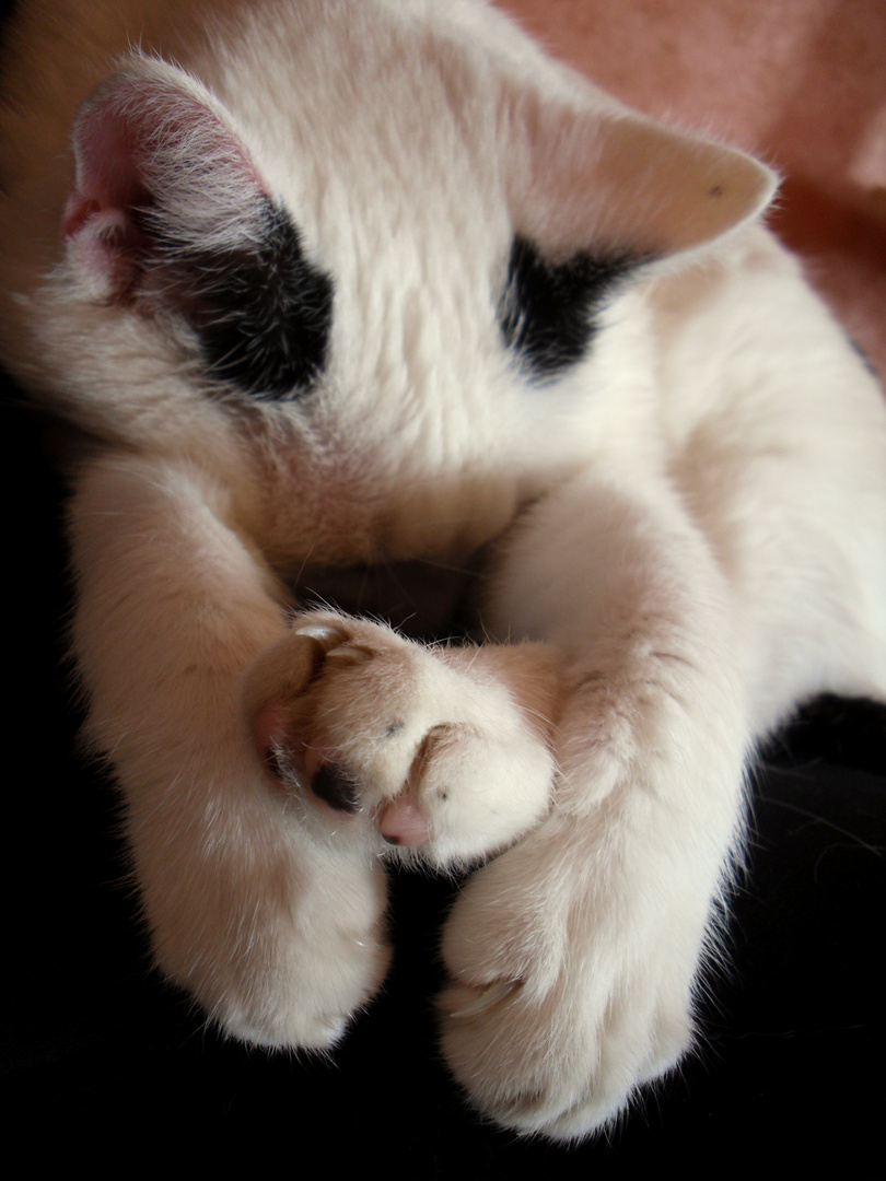 Auch Raubkatzen brauchen ihren Schlaf...