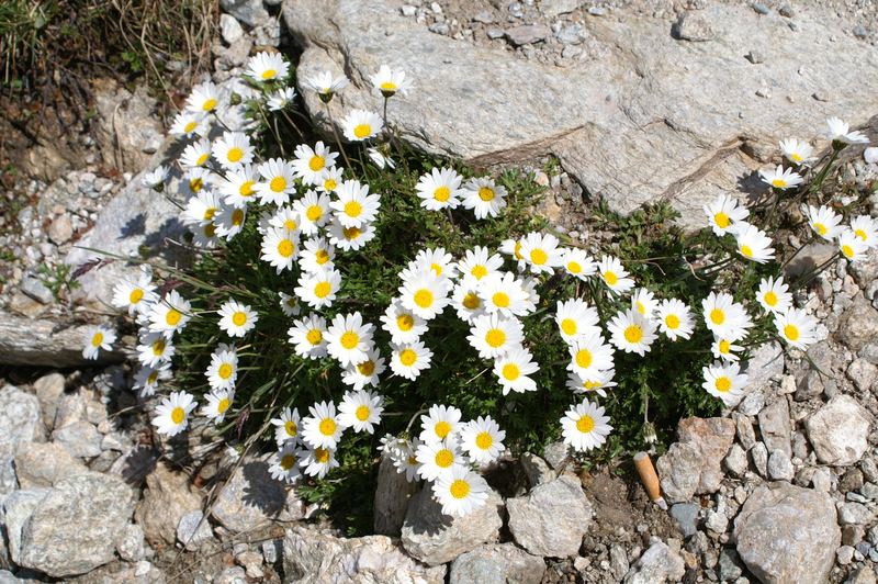 Auch Raucher lieben Bergblumen?