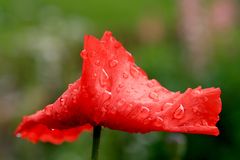 auch Regen kann schön sein