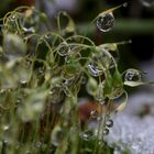 Auch Regenwetter hat seine schönen Seiten.