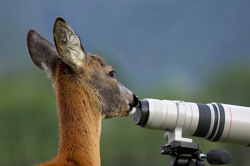 Auch Rehe lieben Canon