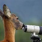 Auch Rehe lieben Canon