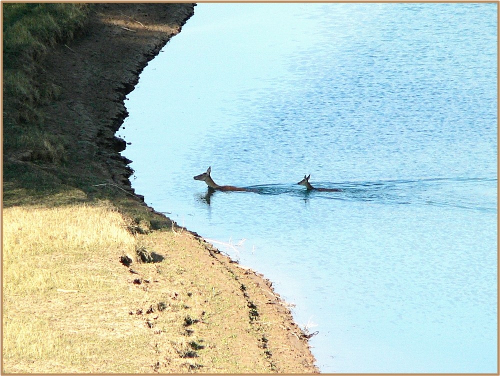 auch Rehe sind nicht wasserscheu