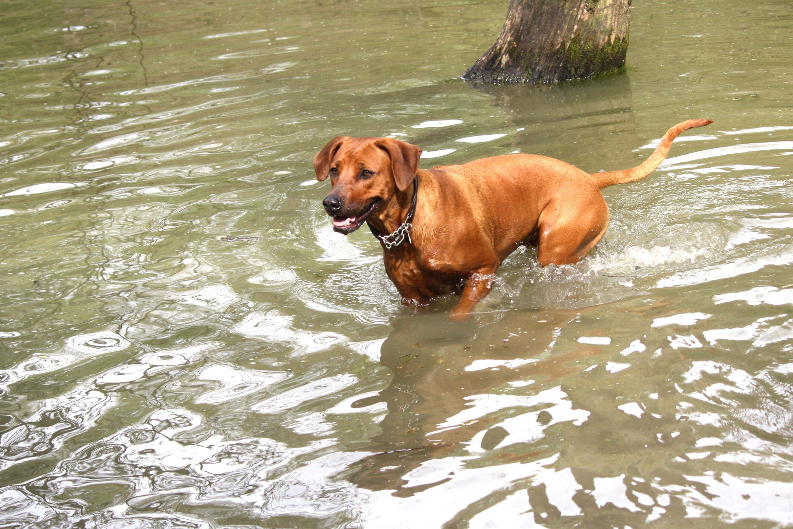 Auch Ridgebacks gehen baden