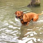 Auch Ridgebacks gehen baden