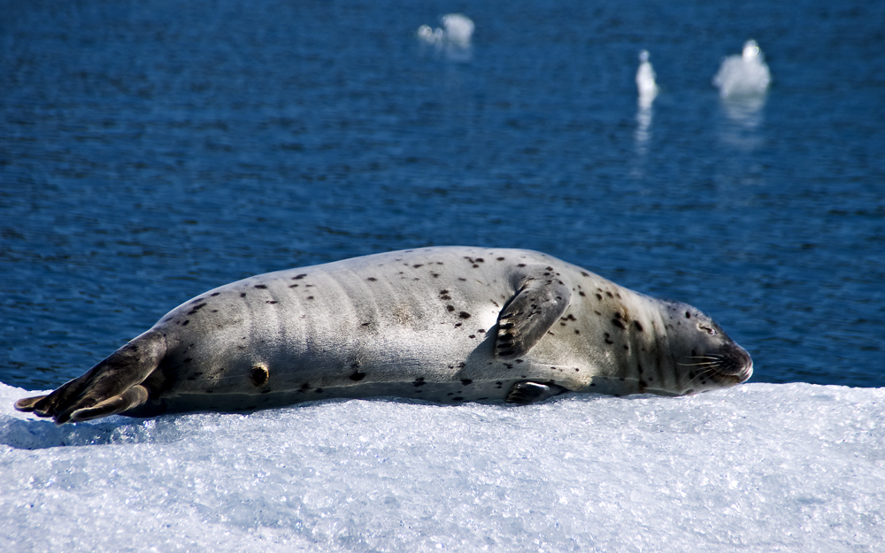Auch Robben machen Mittagsschlaf