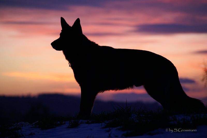 Auch Rodo geniesst den Sonnenuntergang