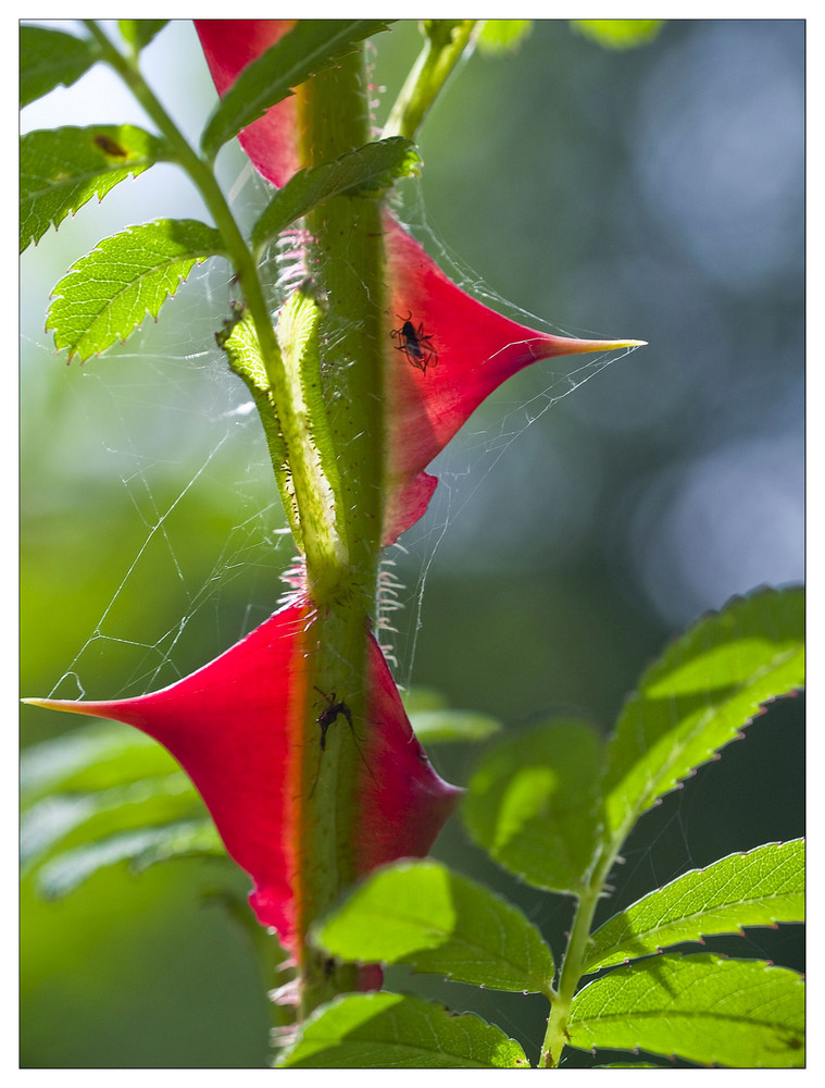 Auch Rosen haben Dornen