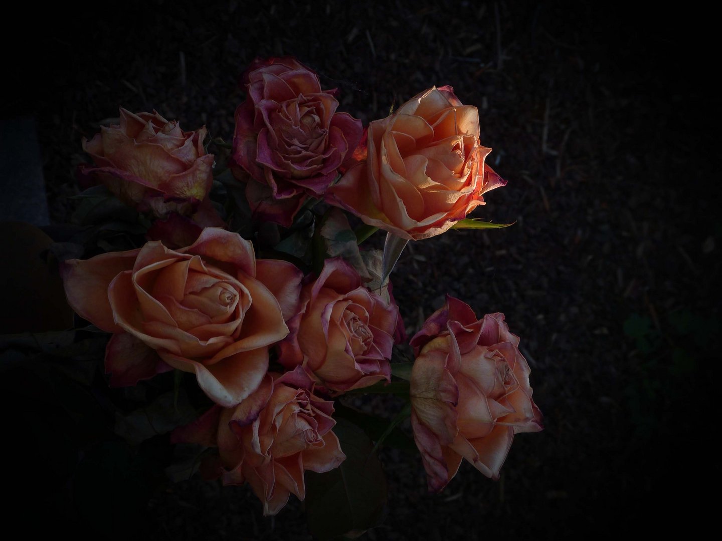 Auch Rosen verblühen