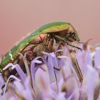 auch Rosenkäfer müssen schlafen