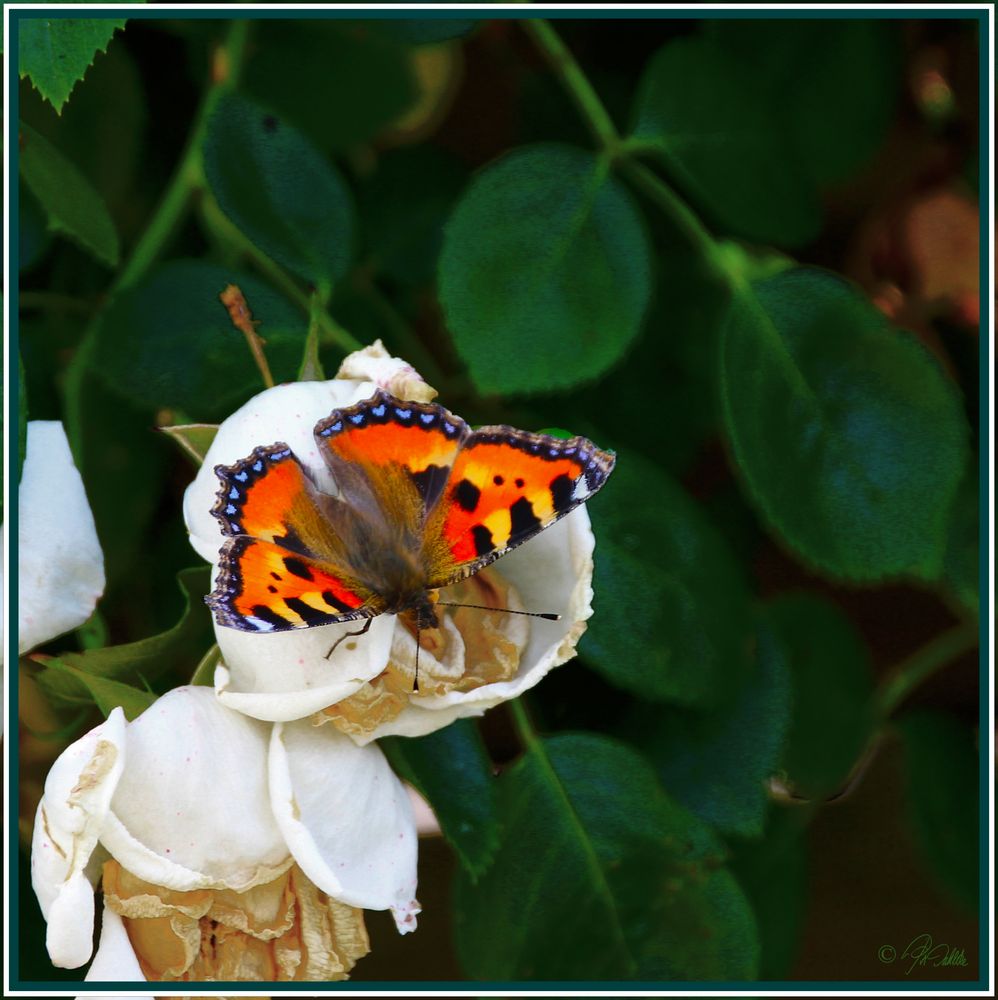 "Auch Rosenreste schmecken"