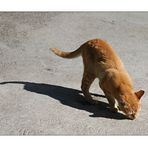 auch rote Katzen werfen schwarze Schatten