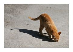 auch rote Katzen werfen schwarze Schatten