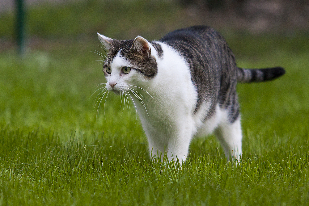 Auch Samy genießt den Weltkatzentag