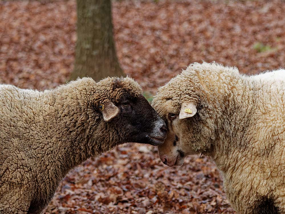 auch Schafe