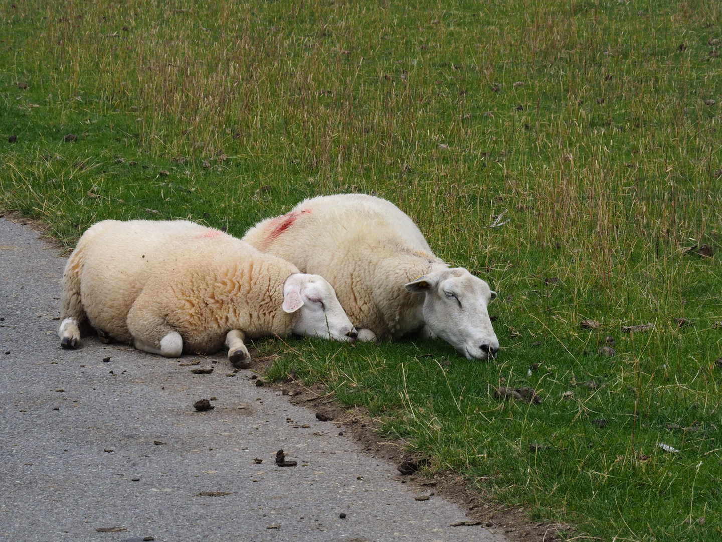 auch Schafe chillen gerne