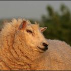 Auch Schafe geniessen den Sonnenuntergang