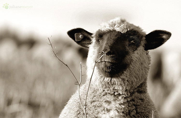 Auch Schafe popeln