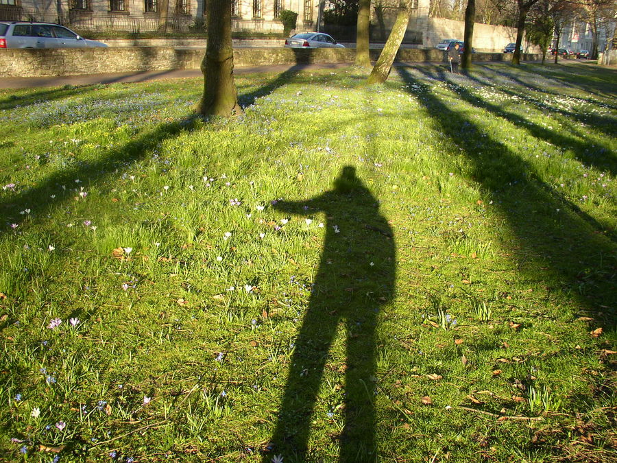 Auch schatten wollen pflücken