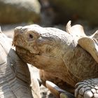 Auch Schildkröten haben eine Pause verdient