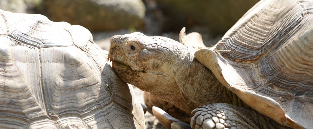 Auch Schildkröten haben eine Pause verdient