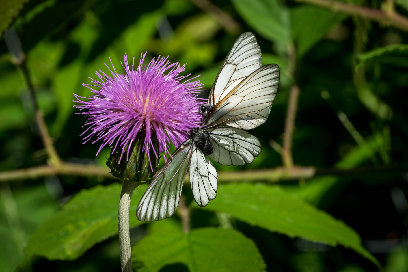 Auch Schmetterlinge?