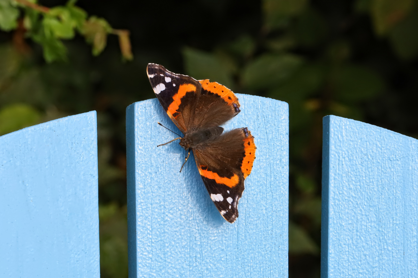 auch Schmetterlinge machen manchmal "blau"