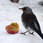 Auch "Schnapsdrosseln" brauchen Vitamine im Winter!:-)