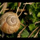 Auch Schnecken lieben die Sonne ......