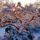 Auch Schnee kann "Farbe" zeigen