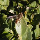 Auch schon da - Gemeine Winterschwebfliege (Episyrphus balteatus)