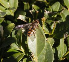 Auch schon da - Gemeine Winterschwebfliege (Episyrphus balteatus)