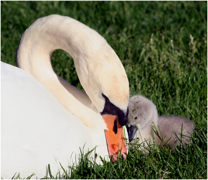 Auch Schwanenkinder kuscheln.....